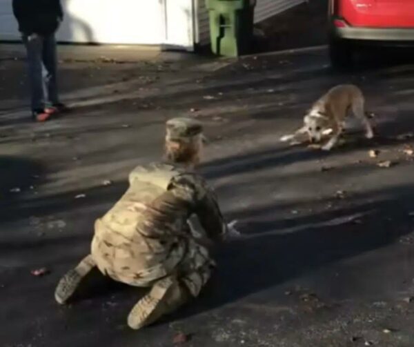 La emotiva reunión de un soldado con un perro después de meses de separación derretirá tu corazón-1