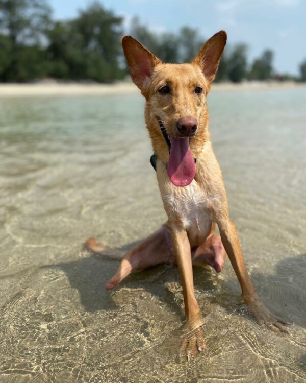 El increíble viaje de un cachorro de dos patas: una historia de triunfo y confianza-1