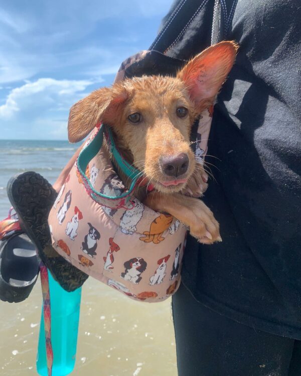 El increíble viaje de un cachorro de dos patas: una historia de triunfo y confianza-1