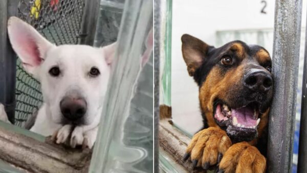 El vínculo inquebrantable entre dos perros de refugio que te tocará la fibra sensible-1