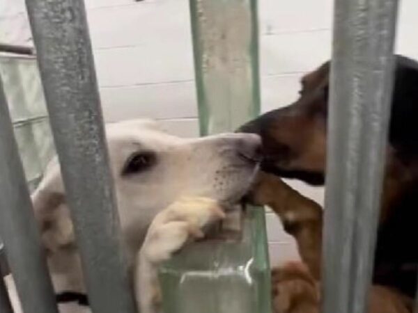 El vínculo inquebrantable entre dos perros de refugio que te tocará la fibra sensible-1