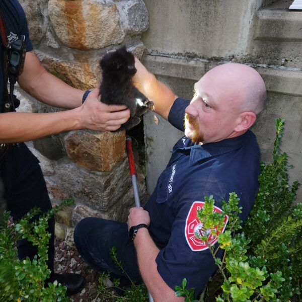 They Heard Cries From Under The Stairs And Couldn’t Believe What They Found-1