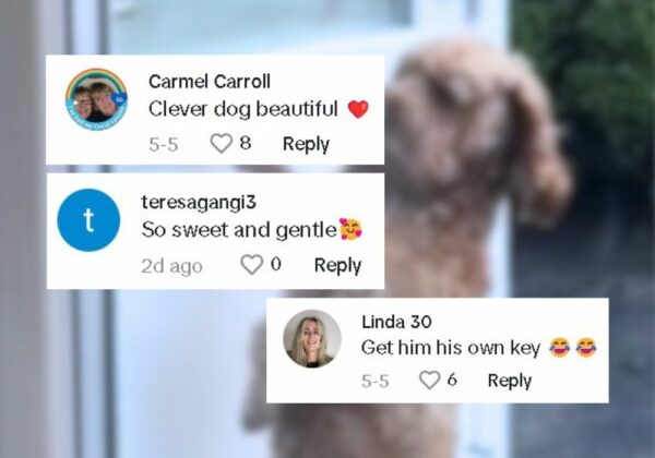 This Dog’s Unbelievable Reaction at the Door Will Leave You Speechless-1