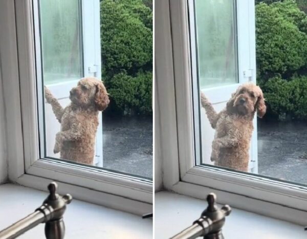 La increíble reacción de este perro en la puerta te dejará sin palabras-1