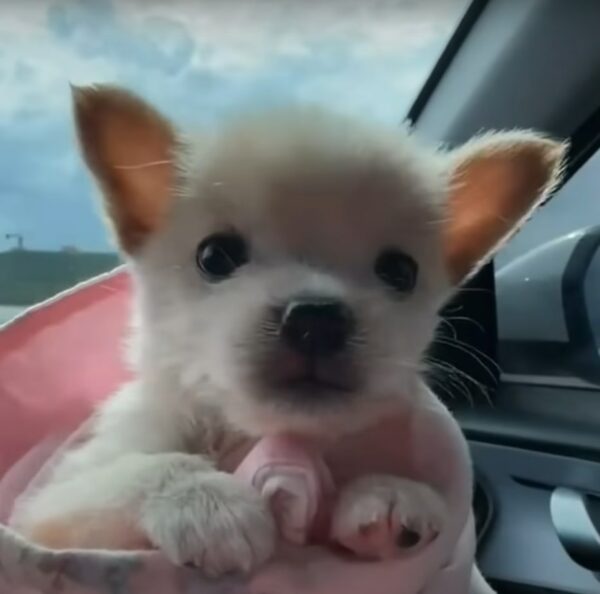 Un pequeño cachorro desafió una lluvia torrencial: lo que sucedió después te dejará sin palabras-1