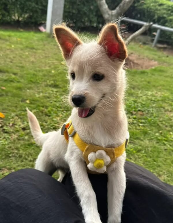 Tiny Puppy Braved Torrential Rain: What Happened Next Will Leave You Speechless-1