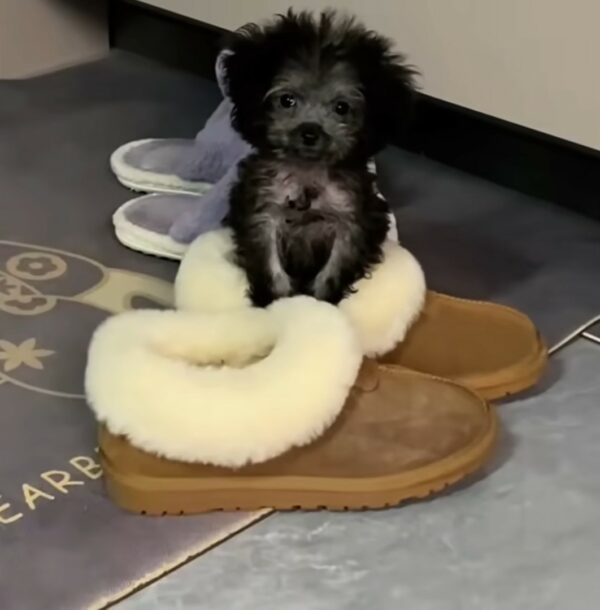 Tiny Puppy Left for Dead Finds a Guardian Angel-1