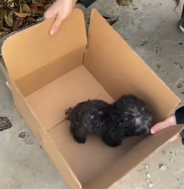 Tiny Puppy Left for Dead Finds a Guardian Angel-1