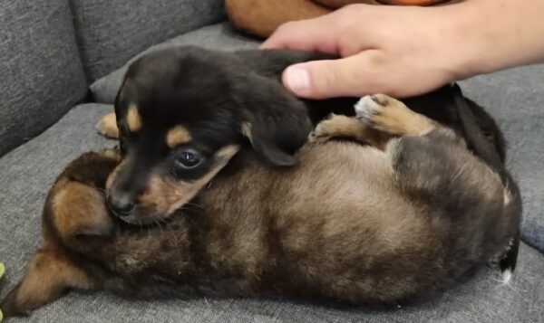 La lucha de dos cachorros huérfanos por sobrevivir te tocará la fibra sensible-1