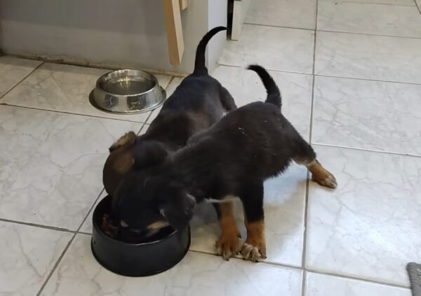 La lucha de dos cachorros huérfanos por sobrevivir te tocará la fibra sensible-1