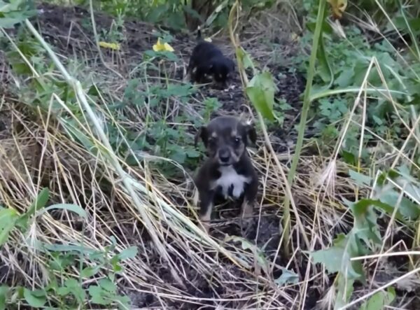 La lucha por la supervivencia de dos cachorros huérfanos te tocará la fibra sensible-1