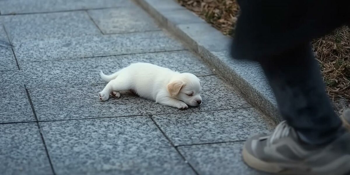 Unforgettable Rescue: Tiny Puppy’s Road to Love and Happiness