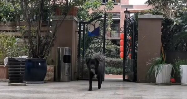 Lo que este perro callejero reveló dejó atónitos a los propietarios-1