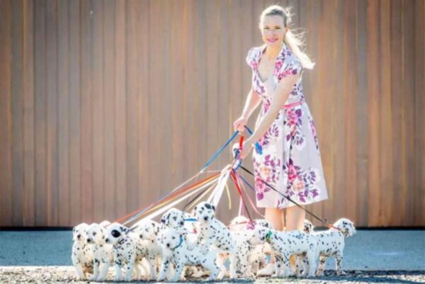 Sea testigo del milagro: el dálmata da a luz una increíble camada de cachorros-1