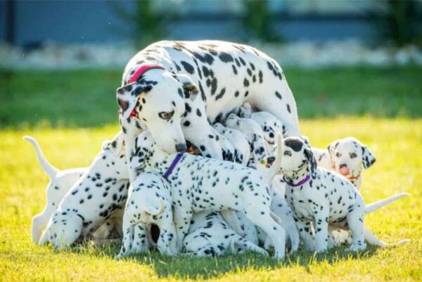 Sea testigo del milagro: el dálmata da a luz una increíble camada de cachorros-1