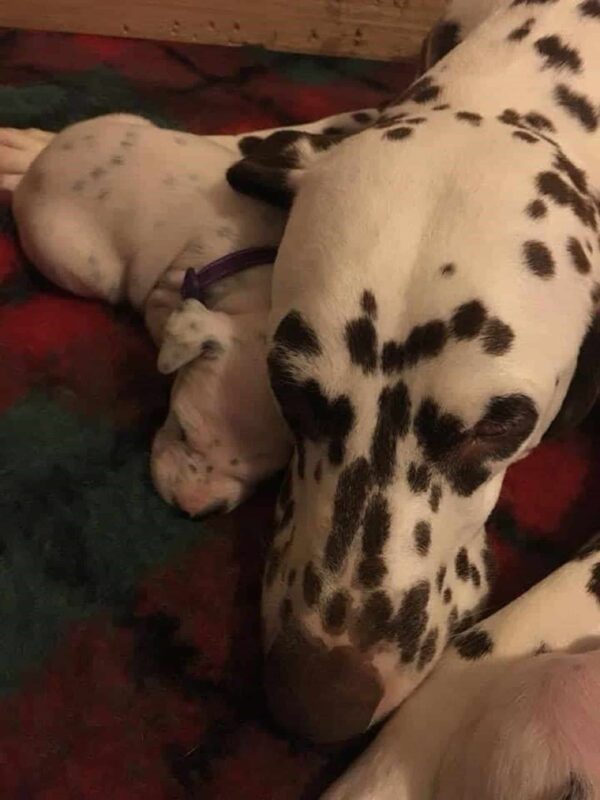 Witness the Miracle: Dalmatian Delivers an Unbelievable Litter of Puppies-1