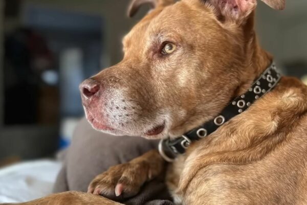 Woman's Life Transformed by Unexpected Discovery After Adopting Senior Dog-1