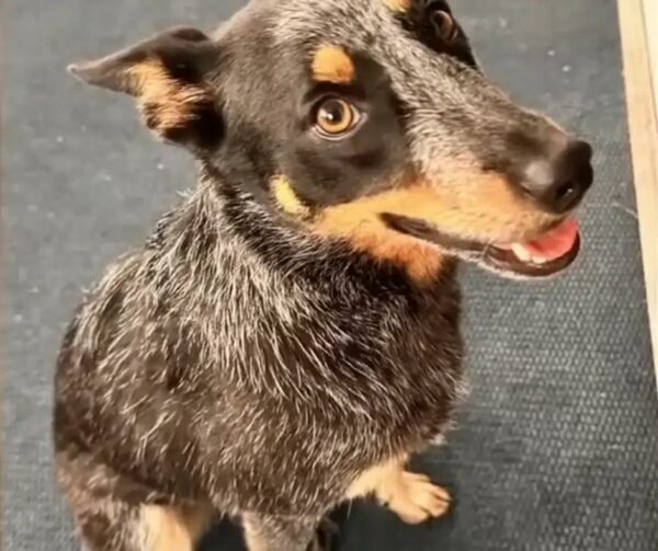 Yacht Crew's Heroic Rescue of a Struggling Dog in Choppy Waters-1