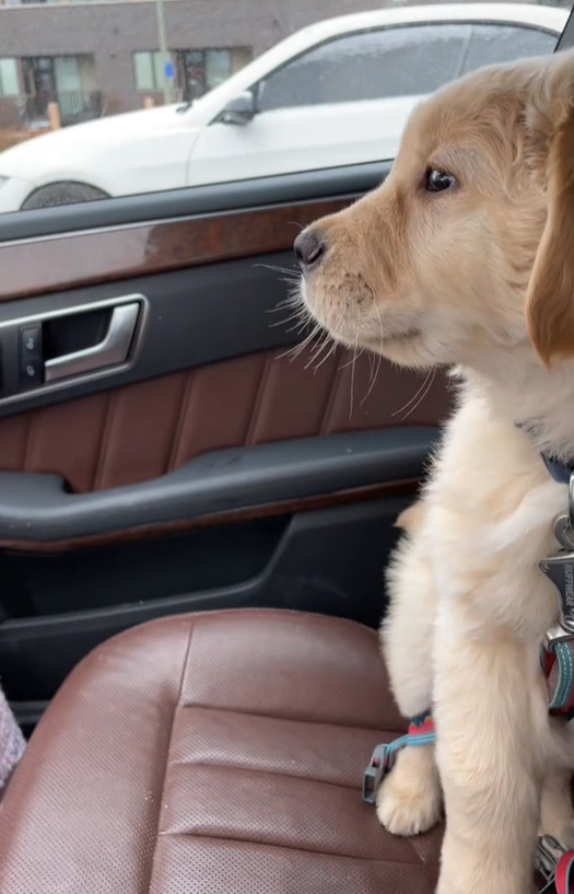 You Won't Believe This Dog's Priceless Reaction To Windshield Wipers-1