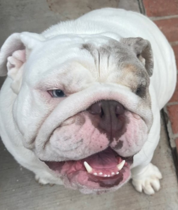 You Won't Believe What This Vet Did When Asked to Put Down an Overweight Bulldog-1