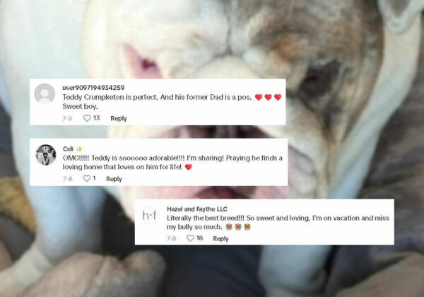 No creerás lo que hizo este veterinario cuando le pidieron que sacrificara a un Bulldog con sobrepeso-1