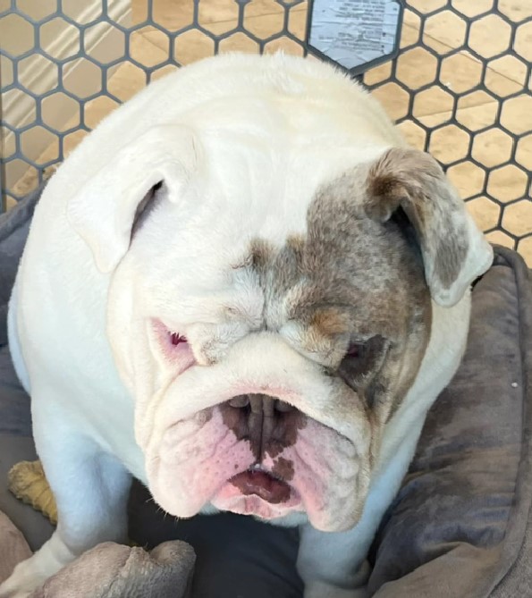 No creerás lo que hizo este veterinario cuando le pidieron que sacrificara a un Bulldog con sobrepeso-1