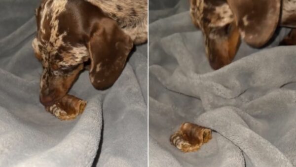 You Won't Believe Where This Dachshund Hides His Snacks!-1