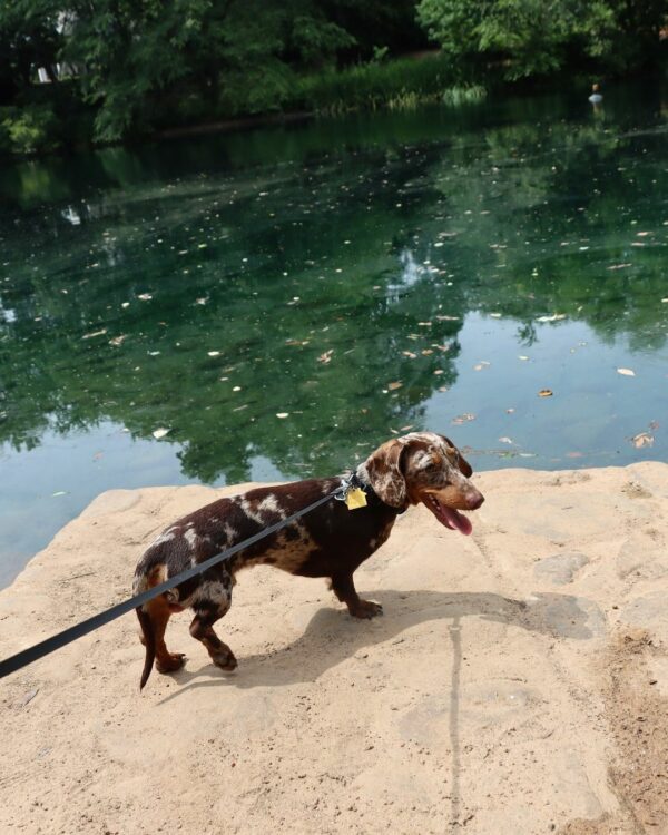 ¡No creerás dónde esconde sus bocadillos este perro salchicha!-1