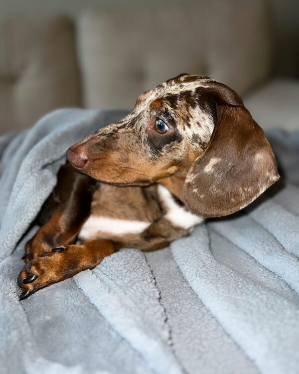 You Won't Believe Where This Dachshund Hides His Snacks!-1