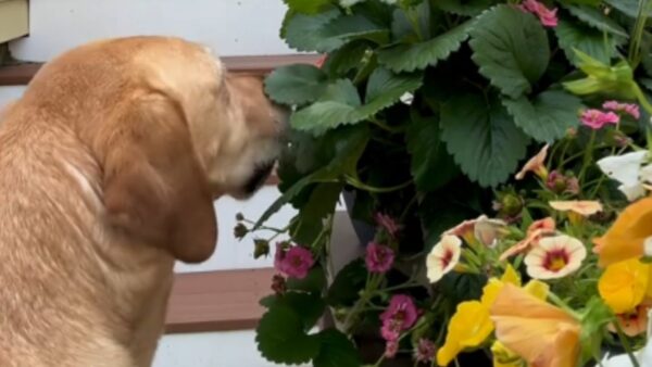 Un bandido de bayas en el jardín: ¡Descubre al adorable ladrón! -1