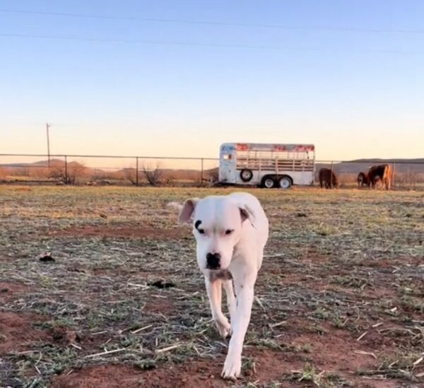 A Deaf Pit Bull's Mischievous Adventures: Meet The Farm's Most Unconventional Hero-1