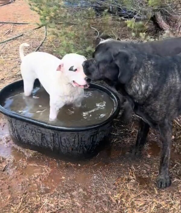 A Deaf Pit Bull's Mischievous Adventures: Meet The Farm's Most Unconventional Hero-1