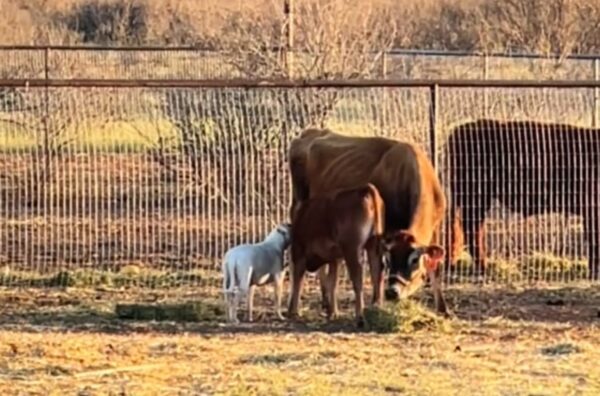 A Deaf Pit Bull's Mischievous Adventures: Meet The Farm's Most Unconventional Hero-1