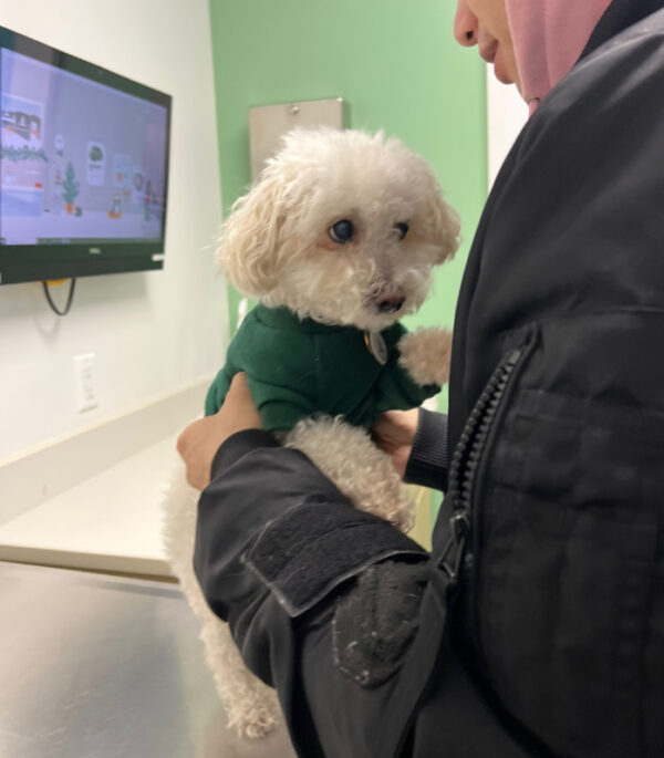 La tos persistente de un perro conduce a un descubrimiento inesperado-1