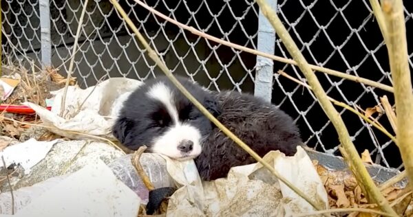 Una noche helada, un cálido deseo: la historia de un cachorro valiente-1