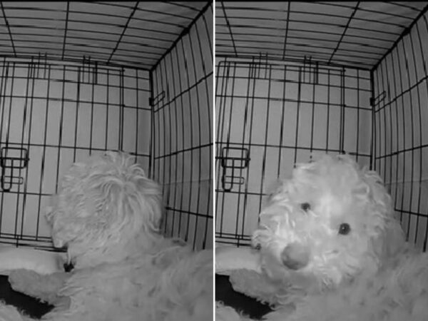 Un secreto sincero: descubre qué hace este perro cuando no puede dormir-1