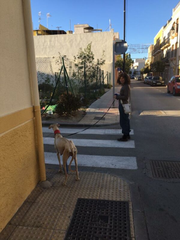 El espíritu inquebrantable de una madre: la búsqueda para salvar a sus cachorros-1