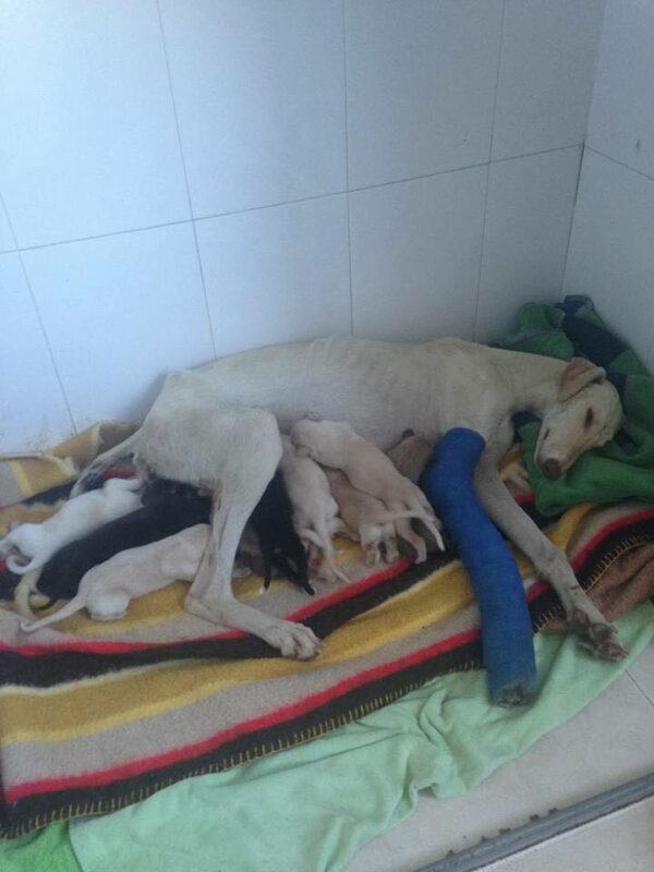 El espíritu inquebrantable de una madre: la búsqueda para salvar a sus cachorros-1