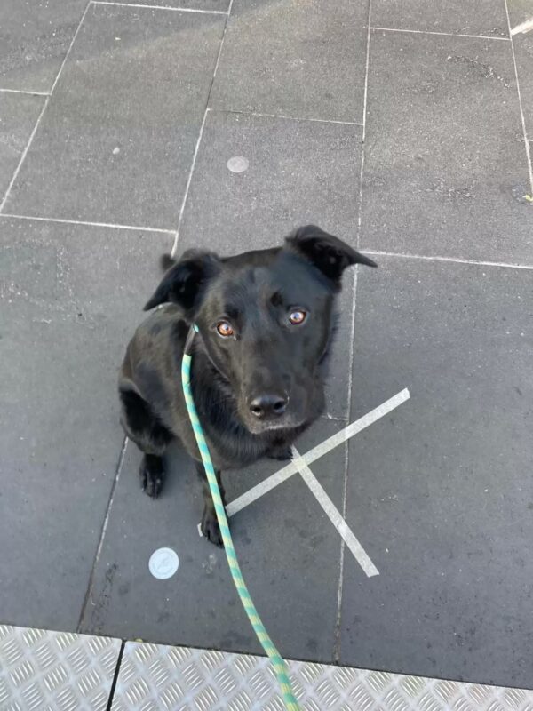 Una nota misteriosa en su puerta la dejó sin palabras sobre su amado perro-1