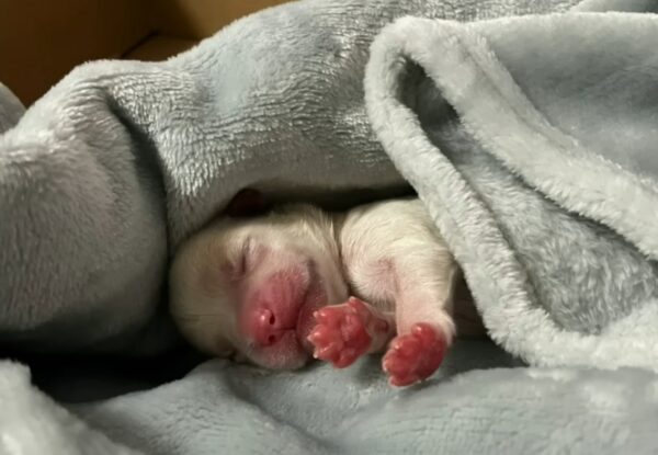 Un cachorro recién nacido lucha contra la lluvia y las lesiones para encontrar esperanza-1