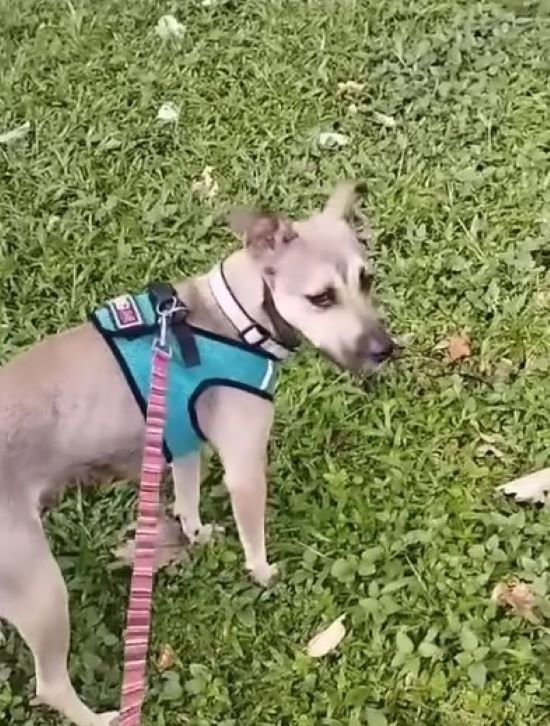 El viaje de una perra preñada desde el abandono hasta un rescate sincero-1