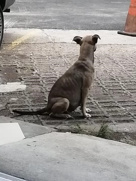 El viaje de una perra preñada desde el abandono hasta un rescate sincero-1