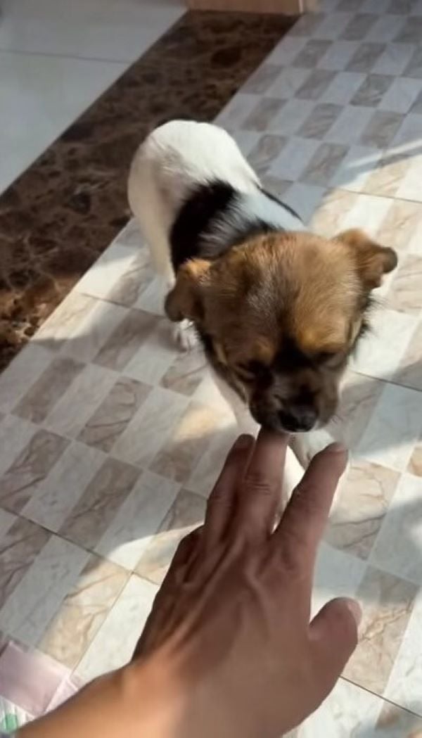 La persecución desesperada de un cachorro: ¿encontrará un nuevo hogar?-1