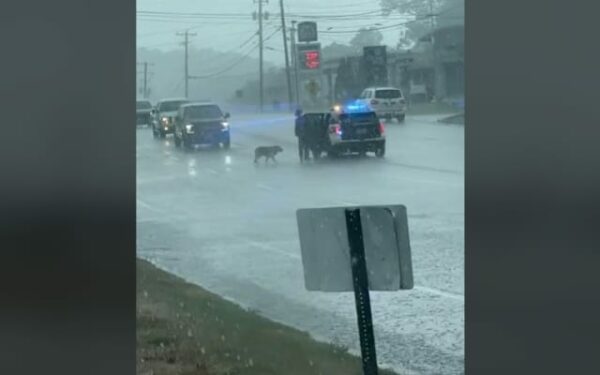 A Rainy Day Rescue: Officer's Unforgettable Act of Kindness Toward a Stray Dog-1