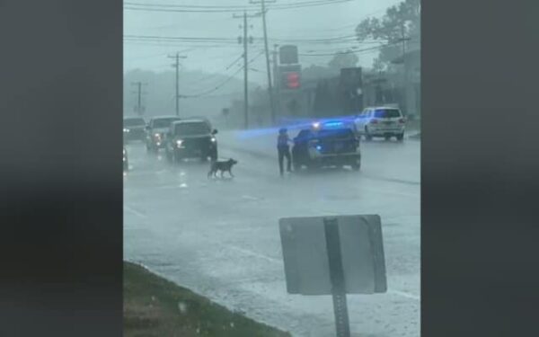 Un rescate en un día lluvioso: el inolvidable acto de bondad de un oficial hacia un perro callejero-1