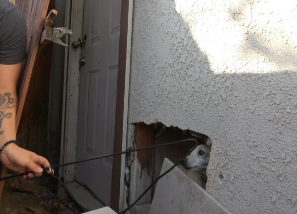 El viaje de un perro mayor: de la desesperación a un nuevo comienzo-1