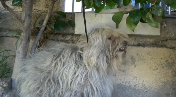 El viaje de un perro aterrorizado desde las calles hacia la seguridad-1