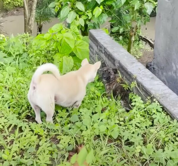 La búsqueda de confianza de un perro tímido conduce a un descubrimiento desgarrador-1