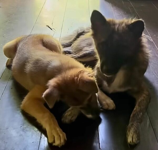 A Timid Dog's Search for Trust Leads to a Heart-Melting Discovery-1