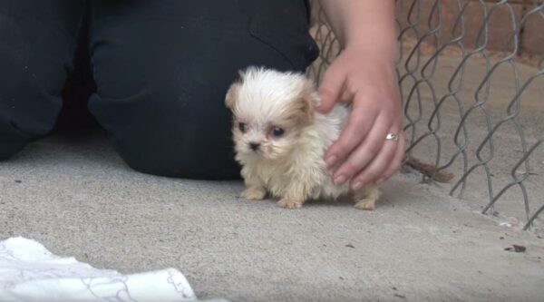 El increíble viaje de un pequeño cachorro: del abandono a un nuevo mejor amigo-1